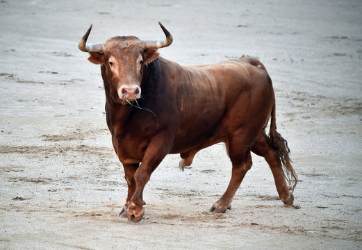 toro en espa&ntilde;a en corrida de toros