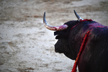 toro en españa en corrida de toros