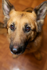 German Shepherd Dog
