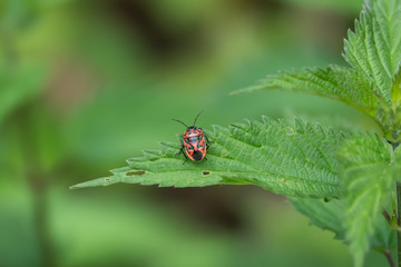 Red Cabbage Bug on Leaf in Springtime