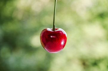 one sweet cherry on a green background close up
