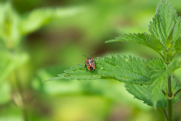 Red Cabbage Bug on Leaf in Springtime