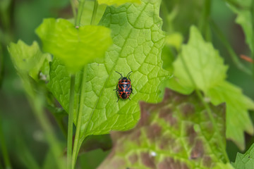 Red Cabbage Bug on Leaf in Springtime