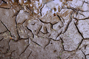 Dry lake or swamp in the process of drought and lack of rain or moisture, a global natural disaster. The cracked soil of the earth due to climate change. Dry muddy soil surface for background texture