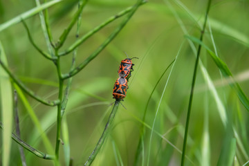 Red Cabbage Bugs Mating on Leaf in Springtime