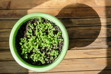 Green Planters with seedlings of vegetables on a wooden background with deep shadows and bright sunlight.