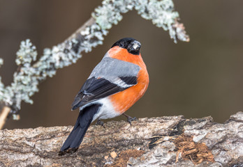 bullfinch