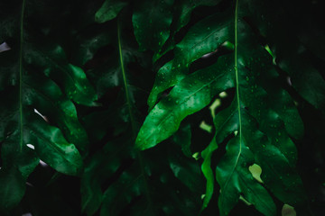 Fototapeta na wymiar Blur closed up green leaf background.