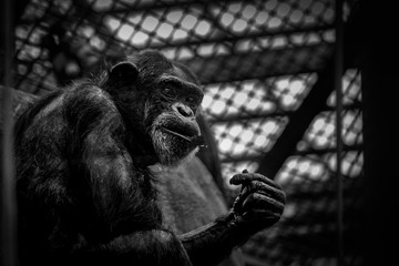 lone chimpanzee