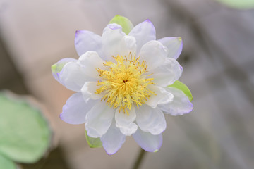white lotus flower at garden