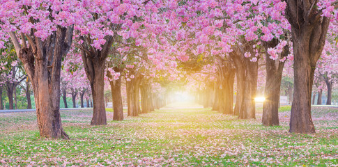 Pink trumpet tree with pink flower blooming tunnel with sunlight ray on the morning.