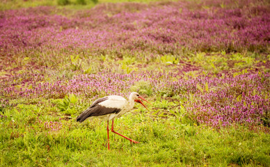 A stork bird in a meadow in flowers is looking for food.