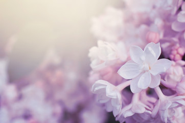 Fantasy lilacs flowers close-up on blurred background with soft focus effect and copy space. For...