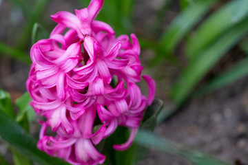 Magenta Flowers