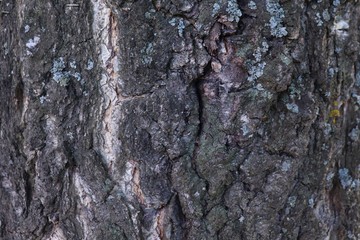 Bark of an old tree