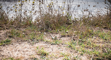 wild vegetation and a lezard by the sea on the island of Yeu
