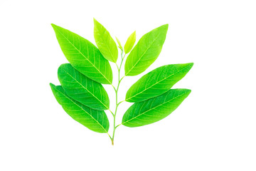 Fototapeta premium Green nature leaf