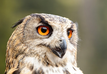 Eagle owl close up shot.