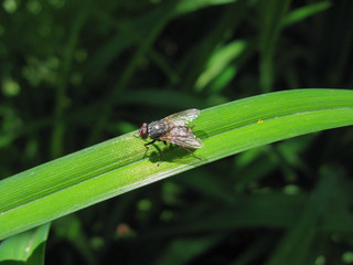 Fly