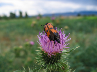 Insects and thistle