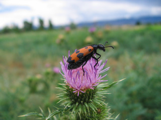 Insects and thistle