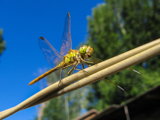 Dragonfly