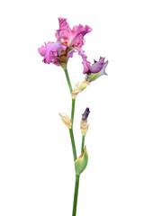 Pink iris flower with long stem and green leaf isolated on white background. Cultivar from Tall...