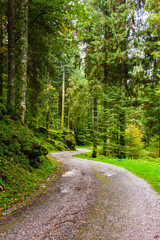 Fototapeta premium The plateau of Cansiglio