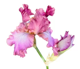 Gordijnen Pink iris flower close-up isolated on white background. Cultivar from Tall Bearded (TB) iris garden group © kazakovmaksim