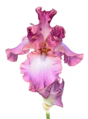Foto op Aluminium Pink iris flower close-up isolated on white background. Cultivar from Tall Bearded (TB) iris garden group © kazakovmaksim