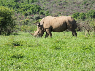 Rhinoceros, Pilanesberg National Park, South Africa