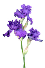 Purple iris flowers with long green stem isolated on white background. Cultivar with ruffled flower from Tall Bearded (TB) iris garden group
