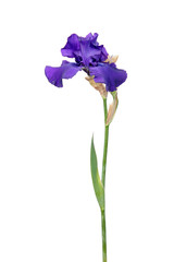 Purple iris flower with long stem and green leaf isolated on white background. Cultivar from Tall Bearded (TB) iris garden group