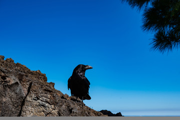 Rabenkrähe auf La Palma