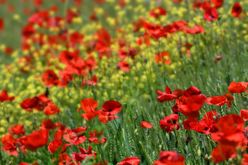 Fototapeta na wymiar Close up on red poppies in a wheat field in Tuscany near San Quirico d'Orcia (Siena). Italy.