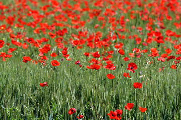 beautiful red poppies in a green wheat field in Tuscany near San Quirico d'Orcia (Siena). Italy.