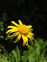 yellow flower on green background