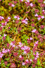 Wild Breckland thyme