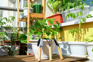 Mint in a pot with garden tools prepared for planting on the balcony in natural conditions as a hobby of a business person against the background of many planted green plants on a bright Sunny day