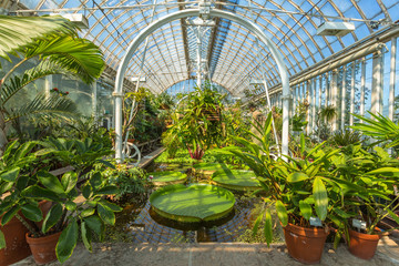 Interior of an old greenhouse with green plants and a pond