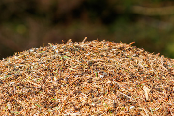 Anthill with ants in the forest