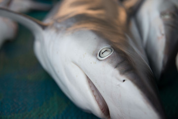 Reef shark for sale at fish market