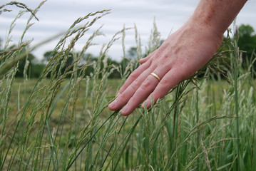 Male hand touching grass