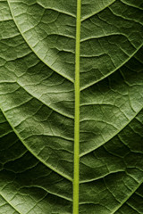 Background of green leaf
