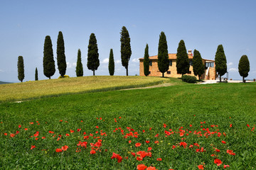 Pienza, Tuscany - June, 2019: Beautiful Tuscany landscape, farmland I Cipressini. Italian cypress...