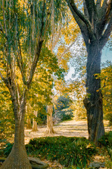 Green Forest and trees in autum