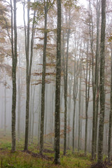 Fototapeta premium Płaskowyż Cansiglio