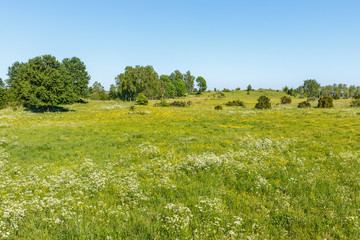 Meadow with flowerings cow parsley and buttercups flowers in summer