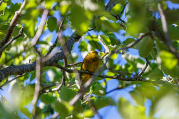 Yellowhammer sitting in a tree and resting