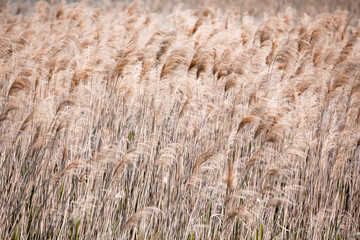 Lake Shore. Coastal plants, texture, reed, pattern. Brown color.